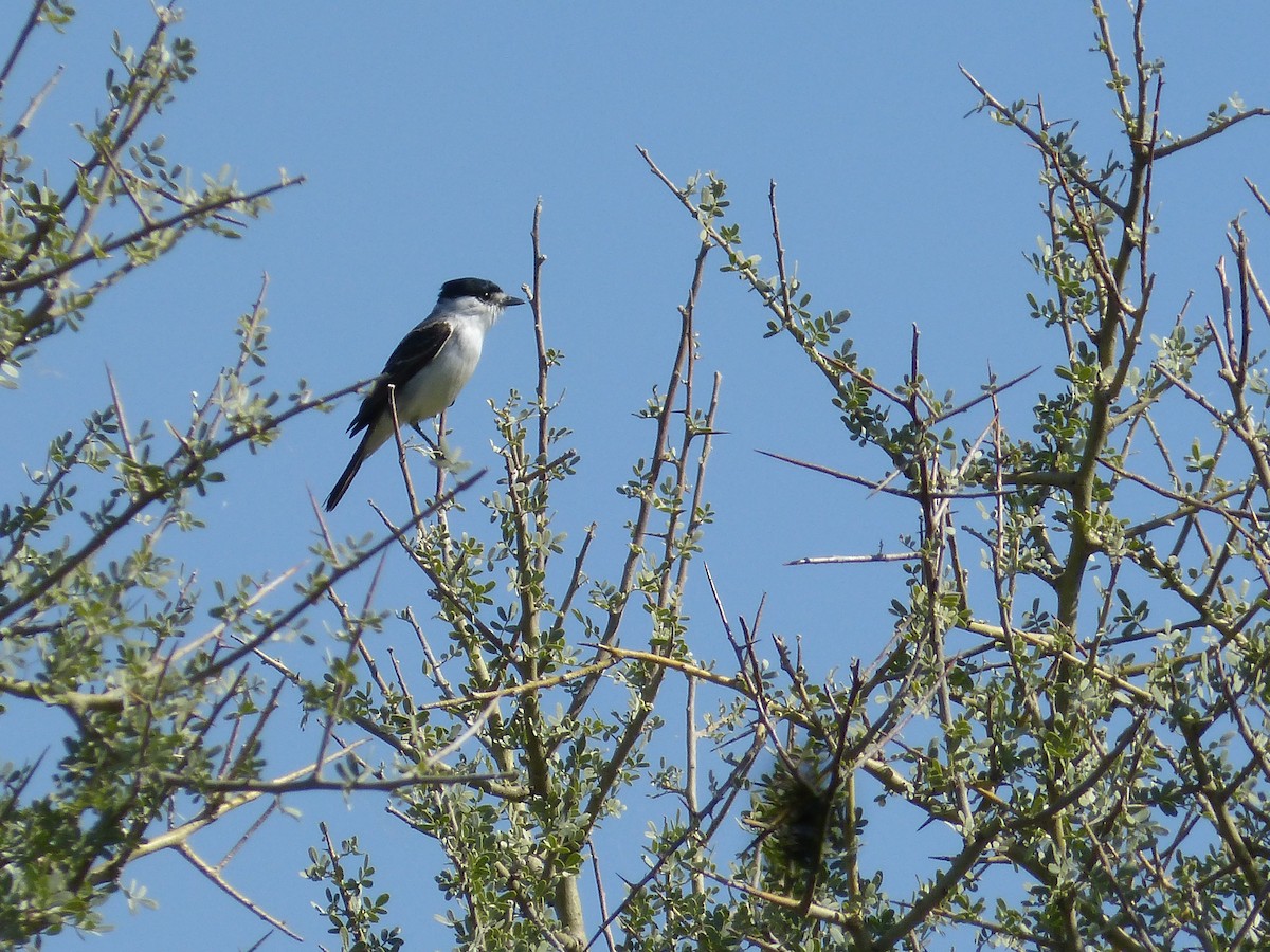 White-naped Xenopsaris - ML38951941