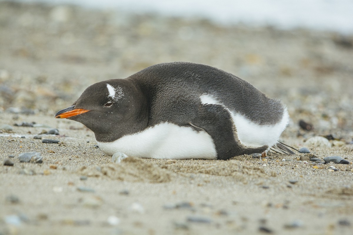 Gentoo Penguin - Jorge Vidal Melián | Errática Birding