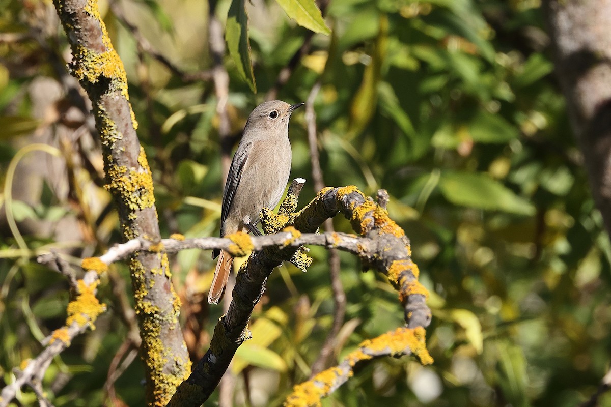 Black Redstart - ML389522211