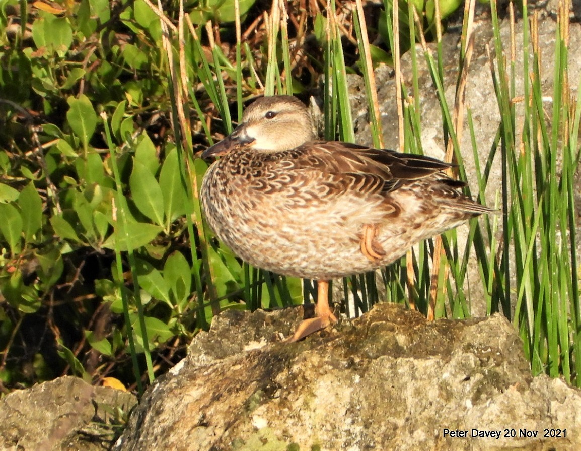 Blue-winged Teal - Peter Davey