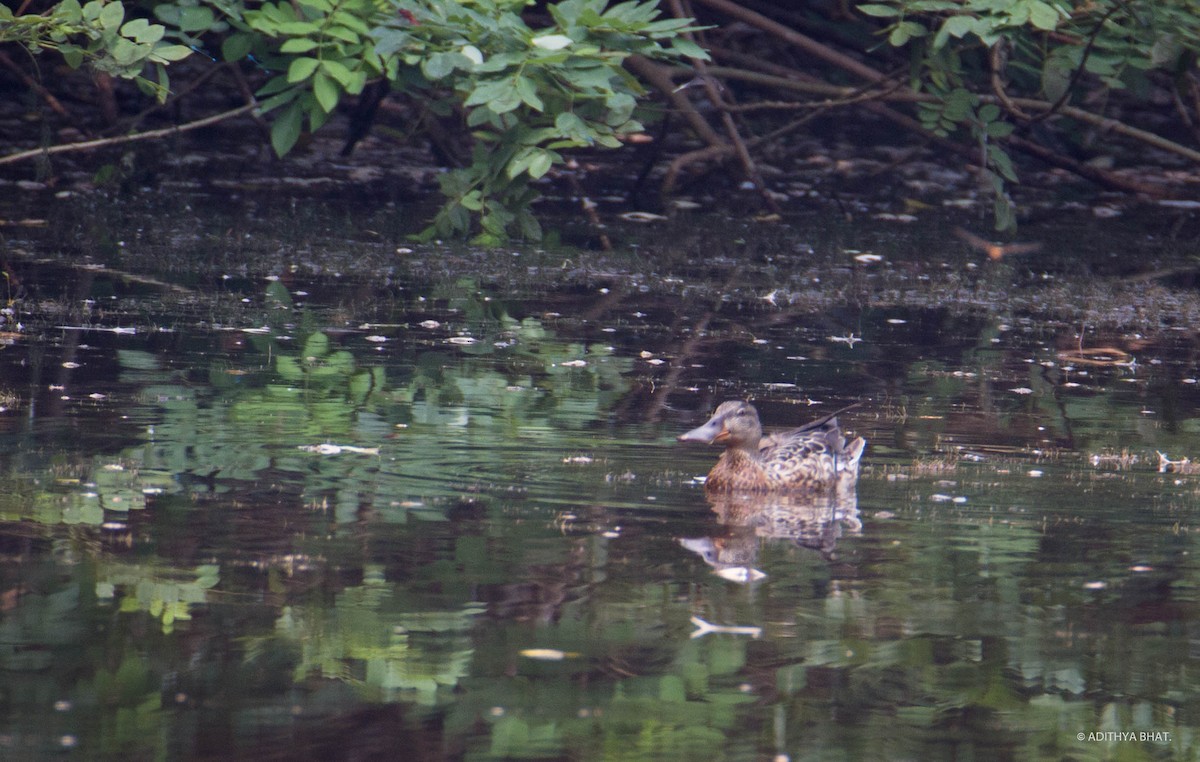 Northern Shoveler - ML38952301