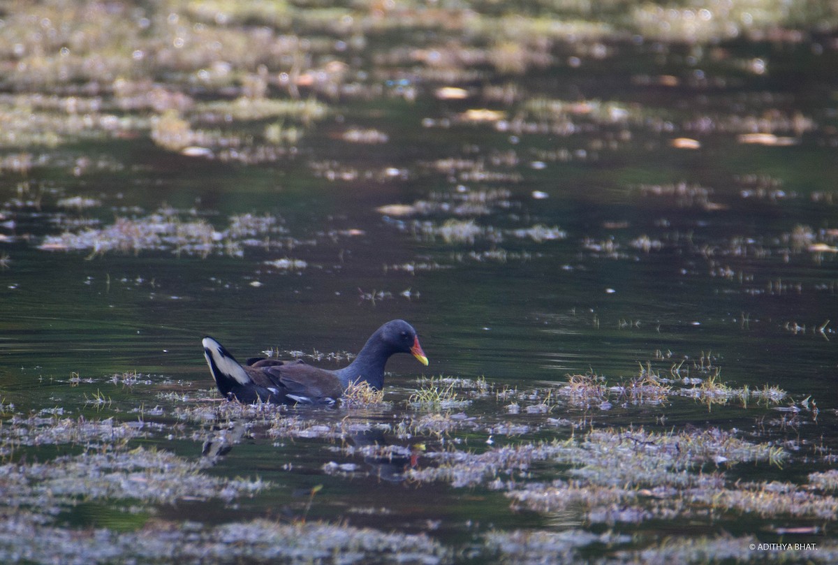 Gallinule poule-d'eau - ML38952331