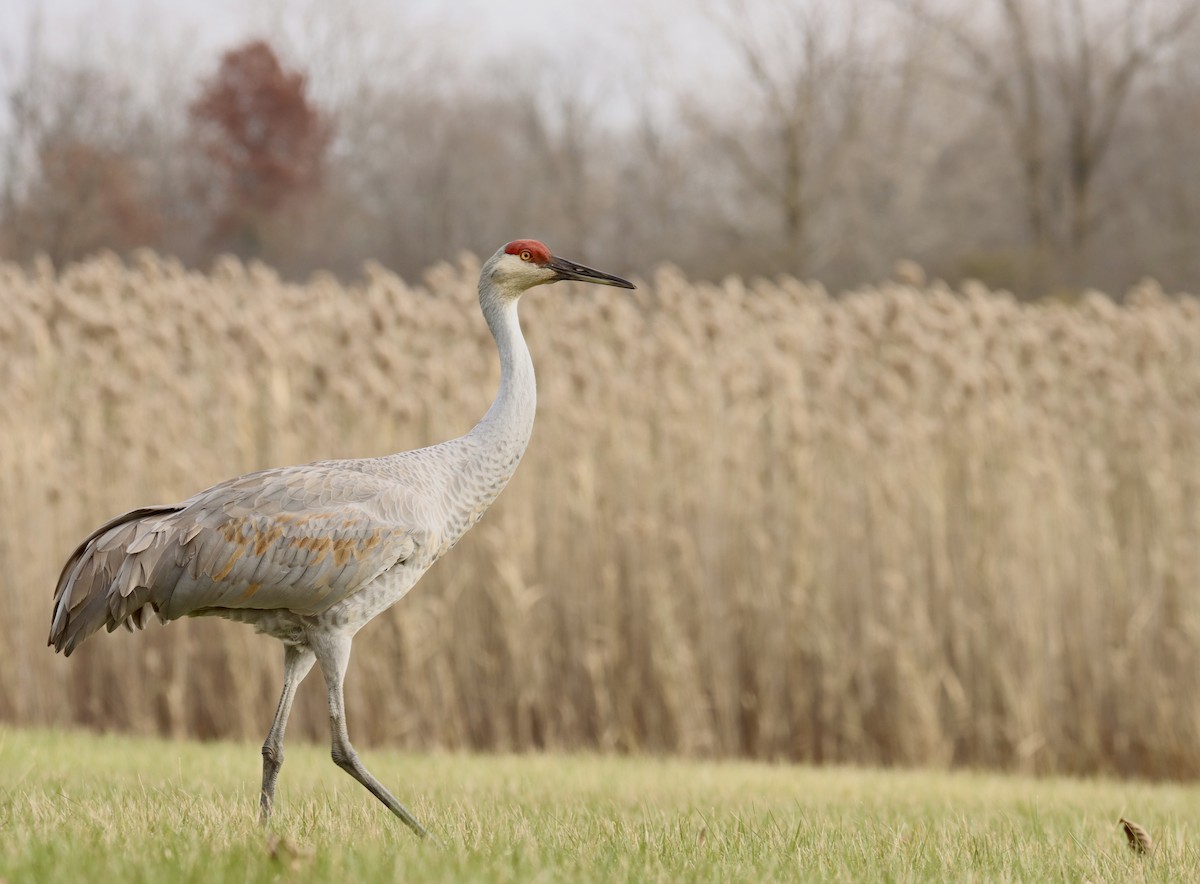 Sandhill Crane - ML389523551