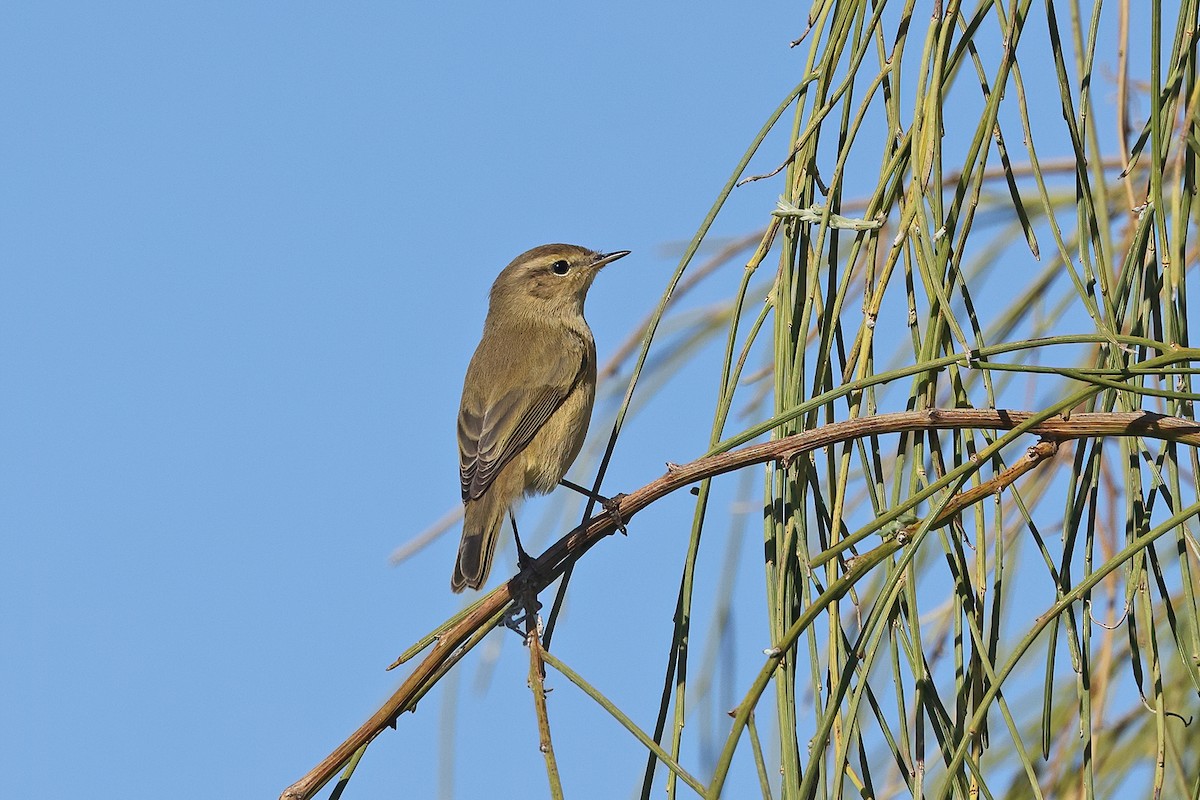 Mosquitero Común (grupo collybita) - ML389524151