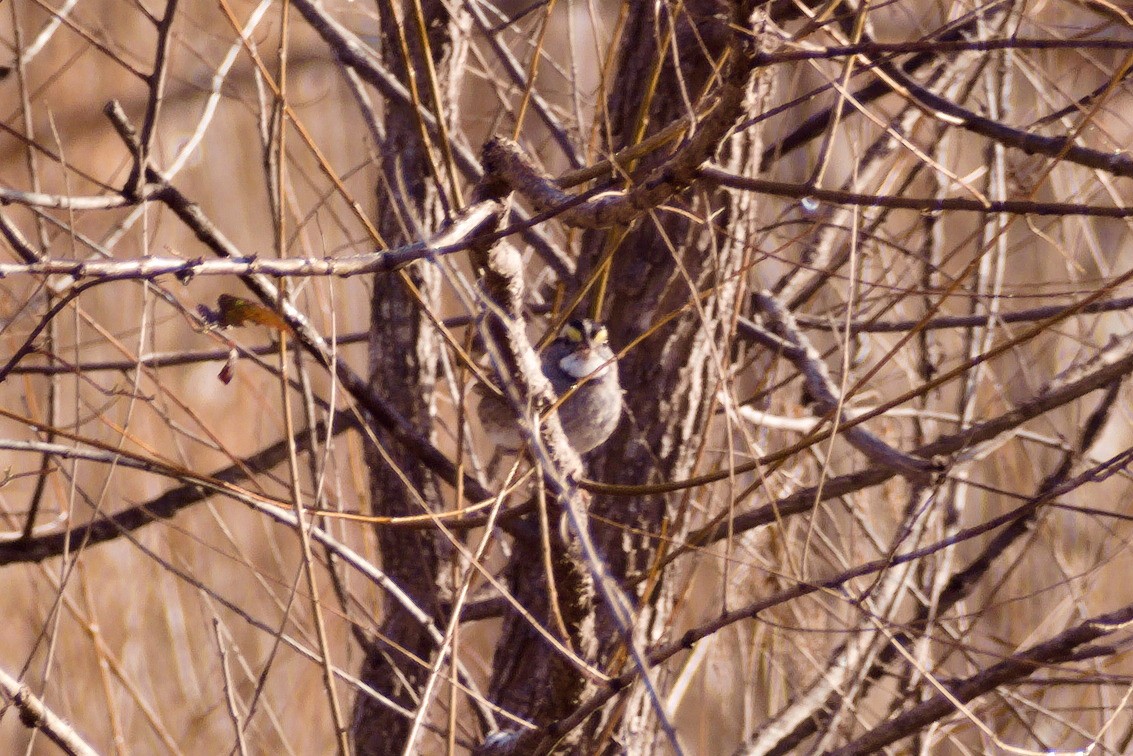 White-throated Sparrow - ML389525281