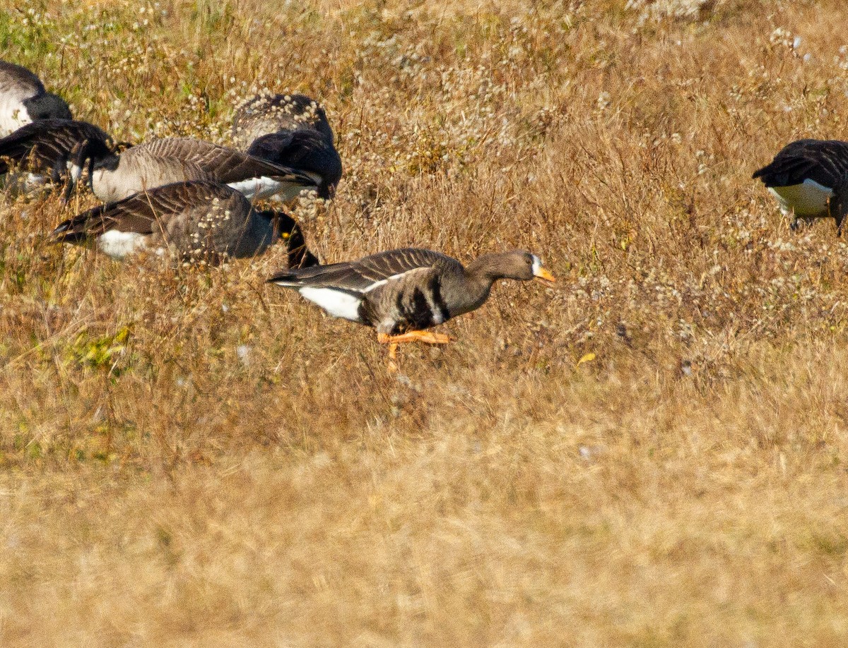 Greater White-fronted Goose - ML389527061