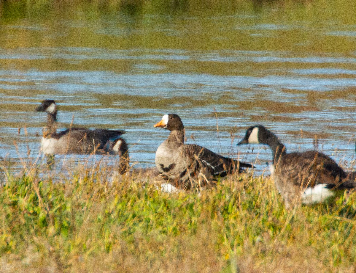 Greater White-fronted Goose - ML389527071