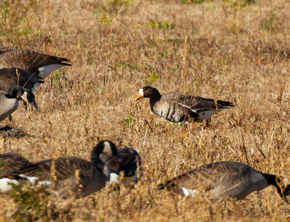 Greater White-fronted Goose - ML389527091
