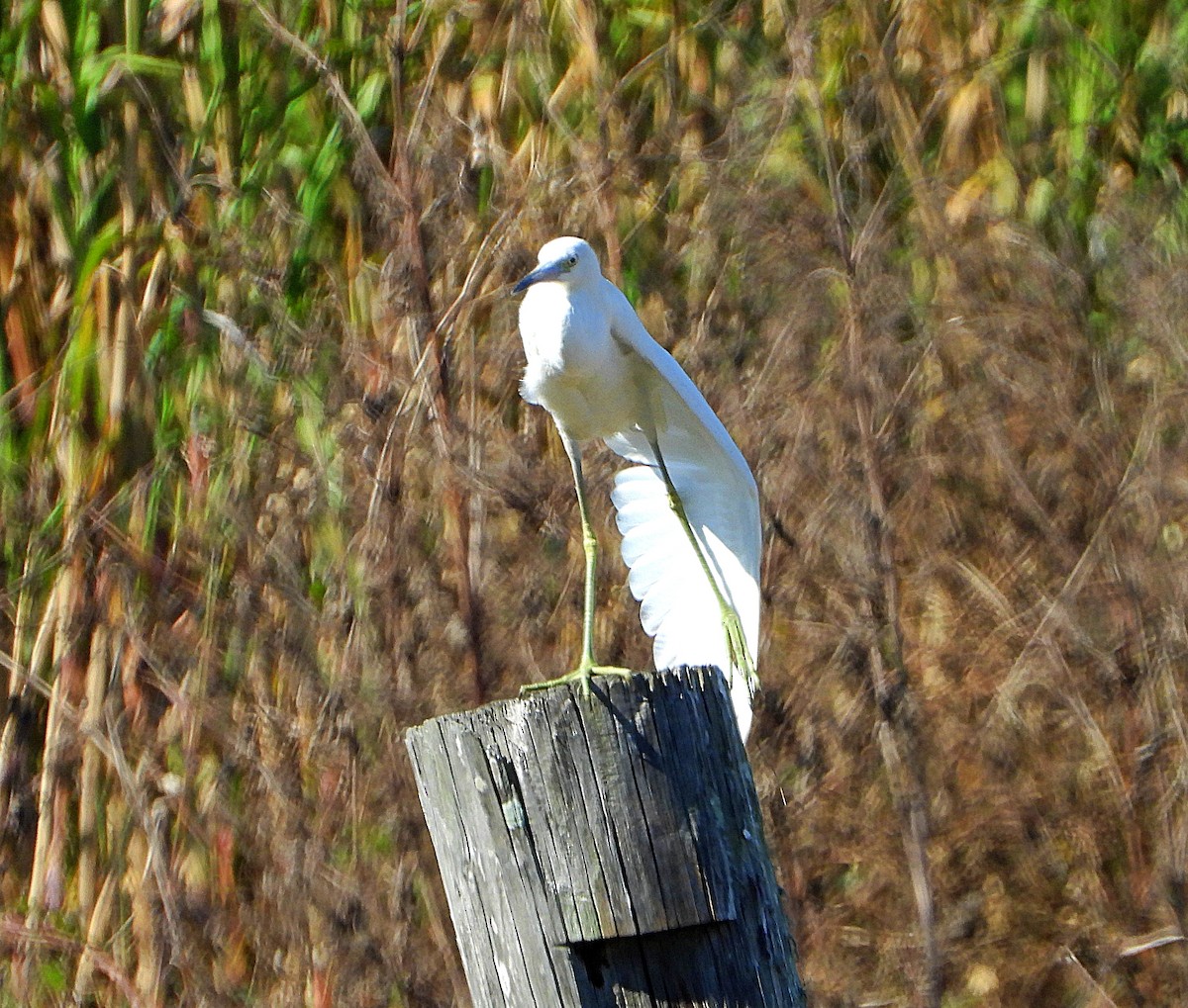 Little Blue Heron - Michael Musumeche