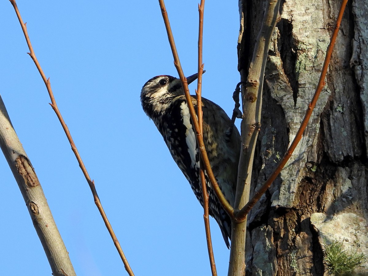 Yellow-bellied Sapsucker - ML389528791