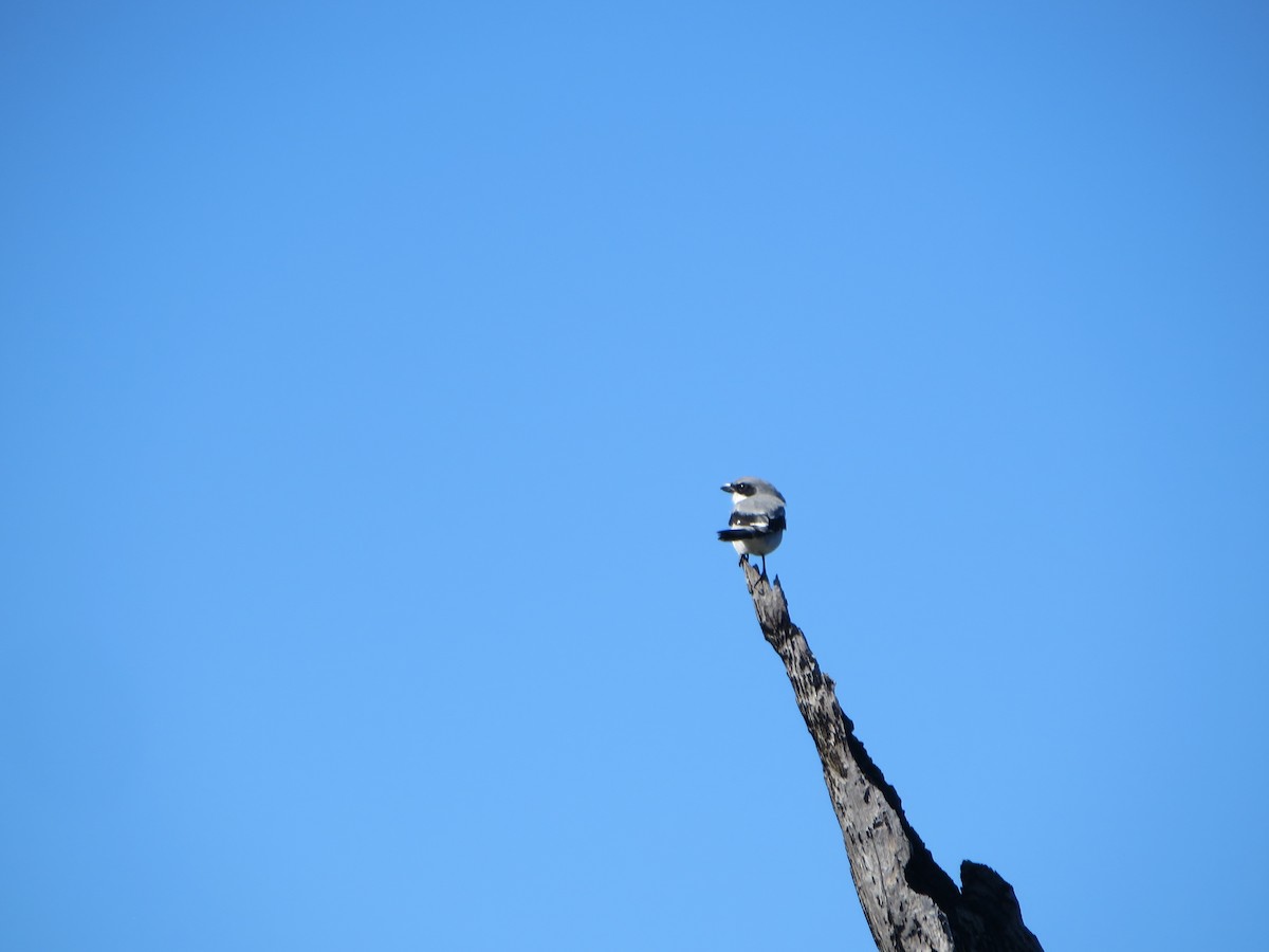 Loggerhead Shrike - Chris Pelton