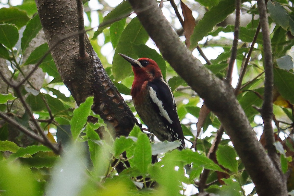 Red-breasted Sapsucker - Andrew Masaitis