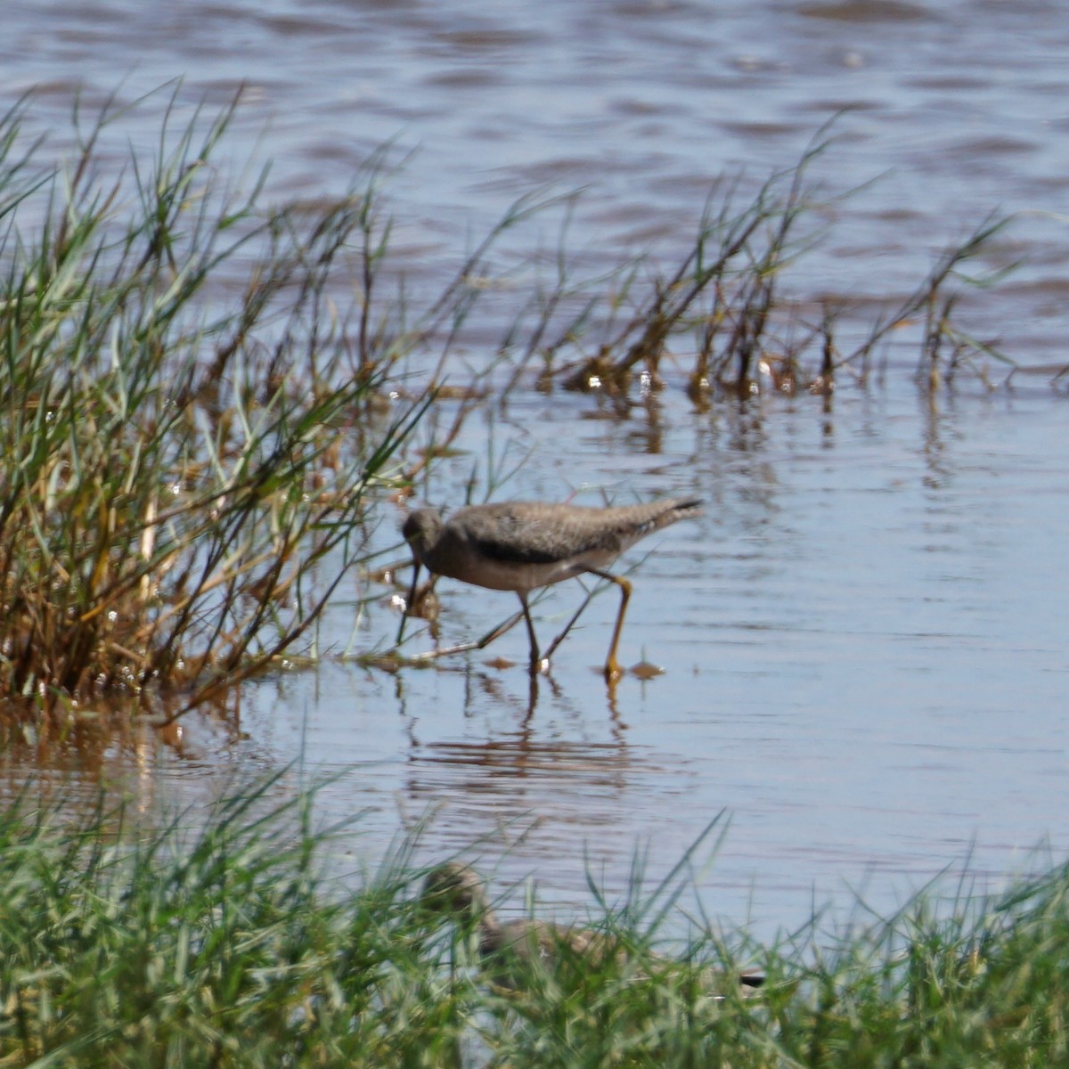 Stilt Sandpiper - ML389533681