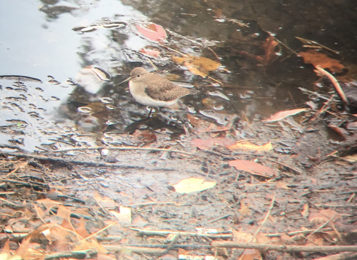 Solitary Sandpiper - ML38953441