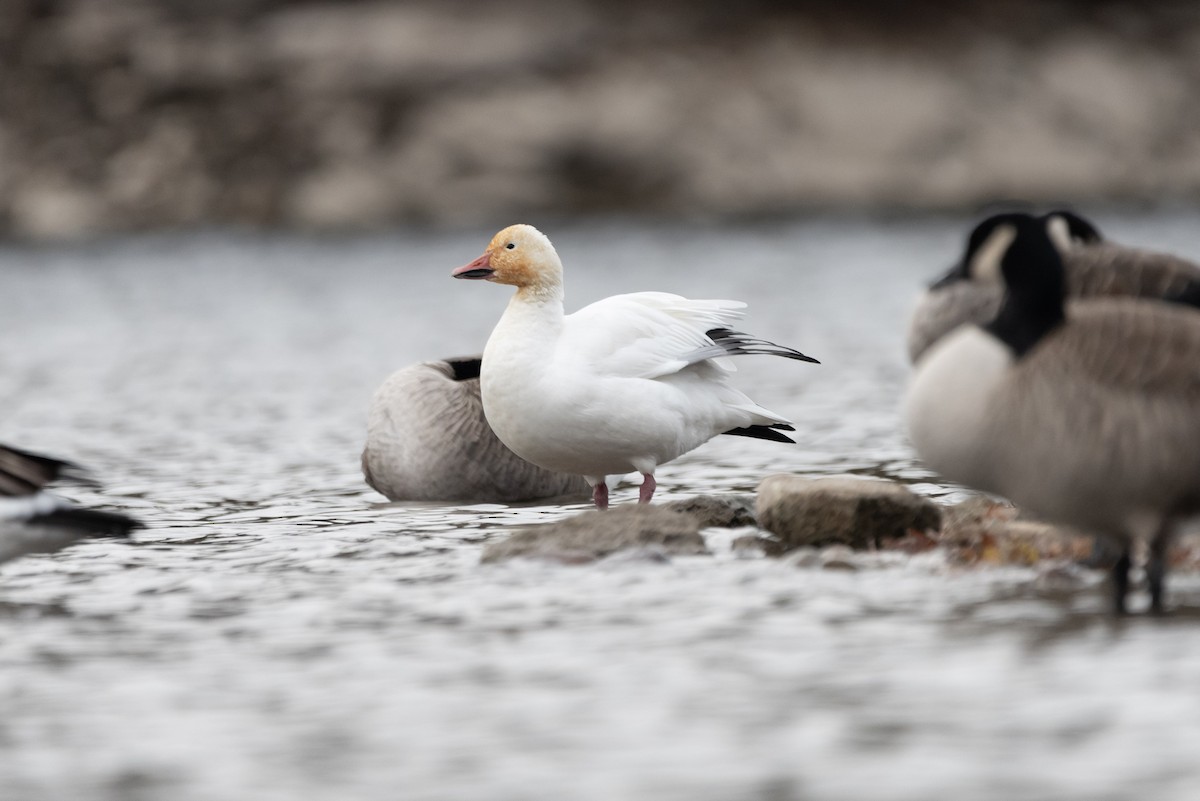 Snow Goose - Andrew Brown