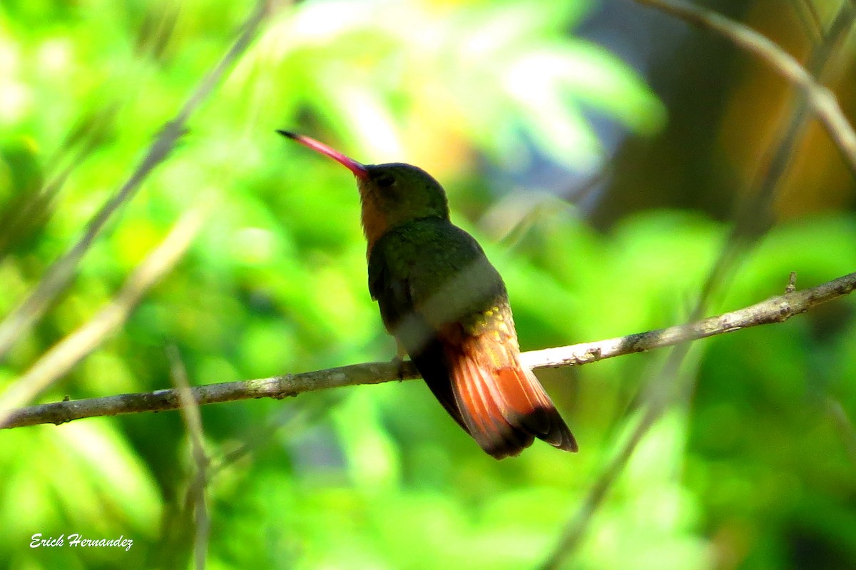 Cinnamon Hummingbird - Erick Hernandez