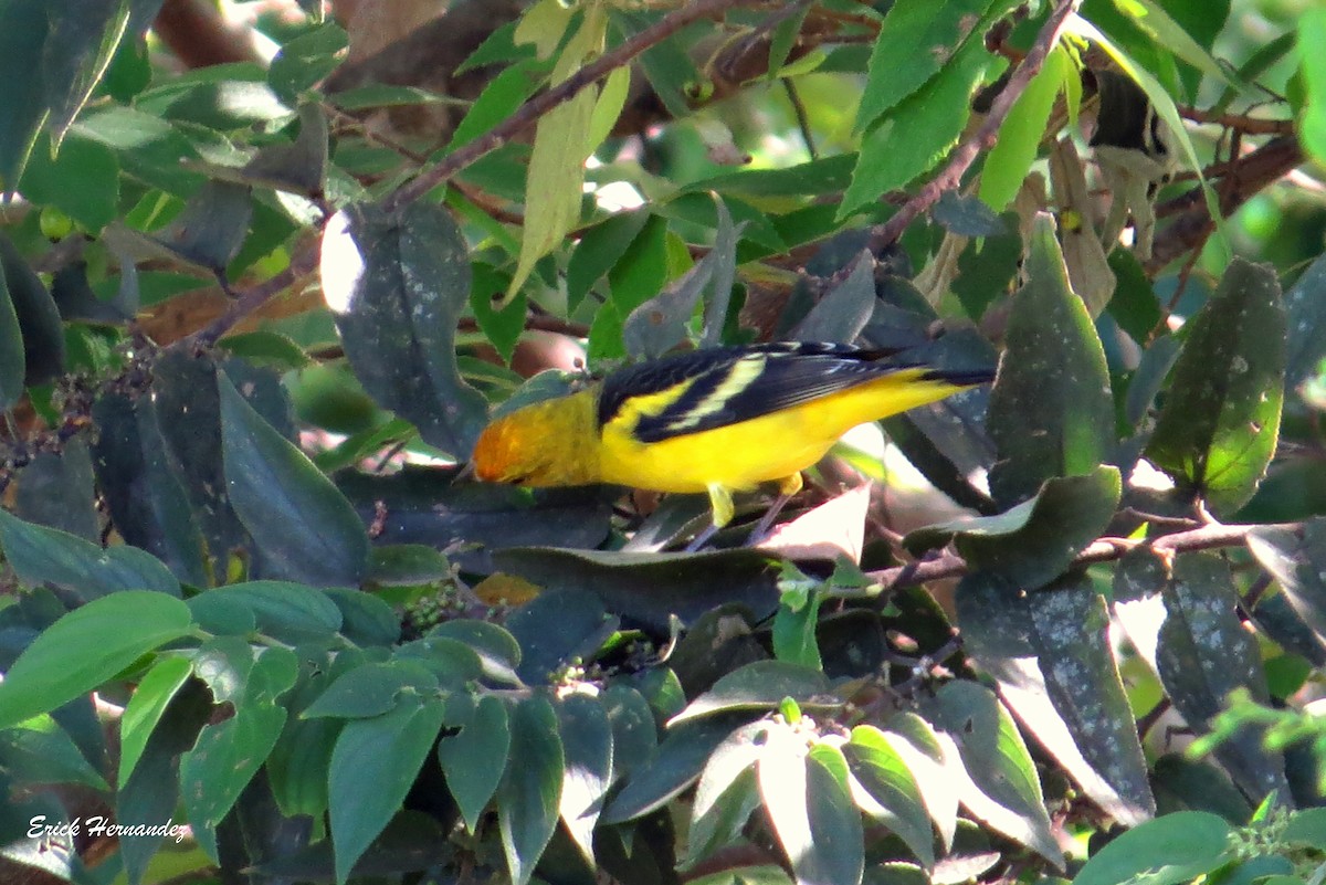 Western Tanager - Erick Hernandez