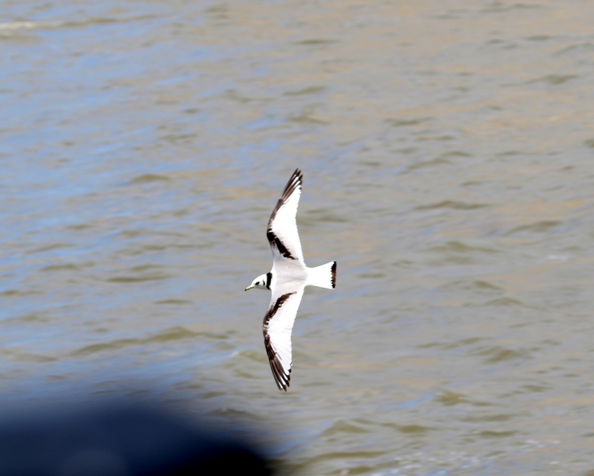 Mouette tridactyle - ML389536681