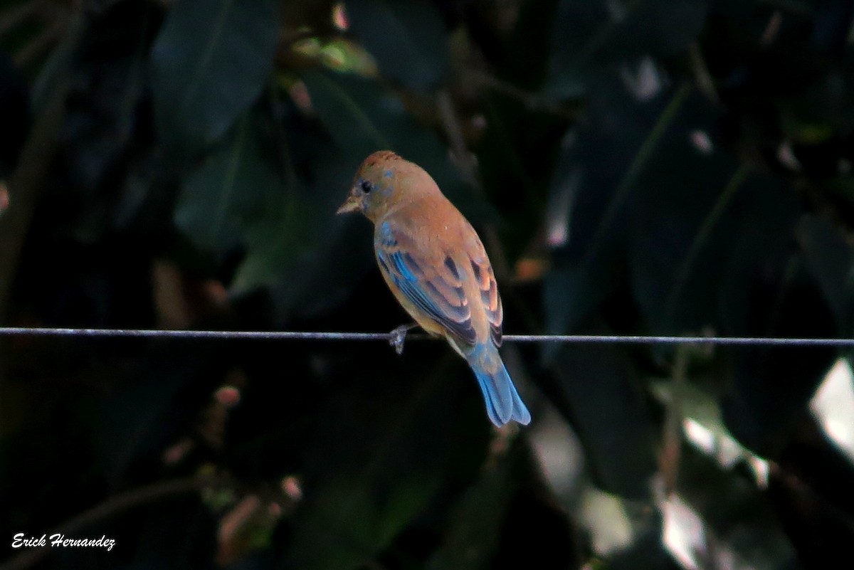 Indigo Bunting - ML389537021