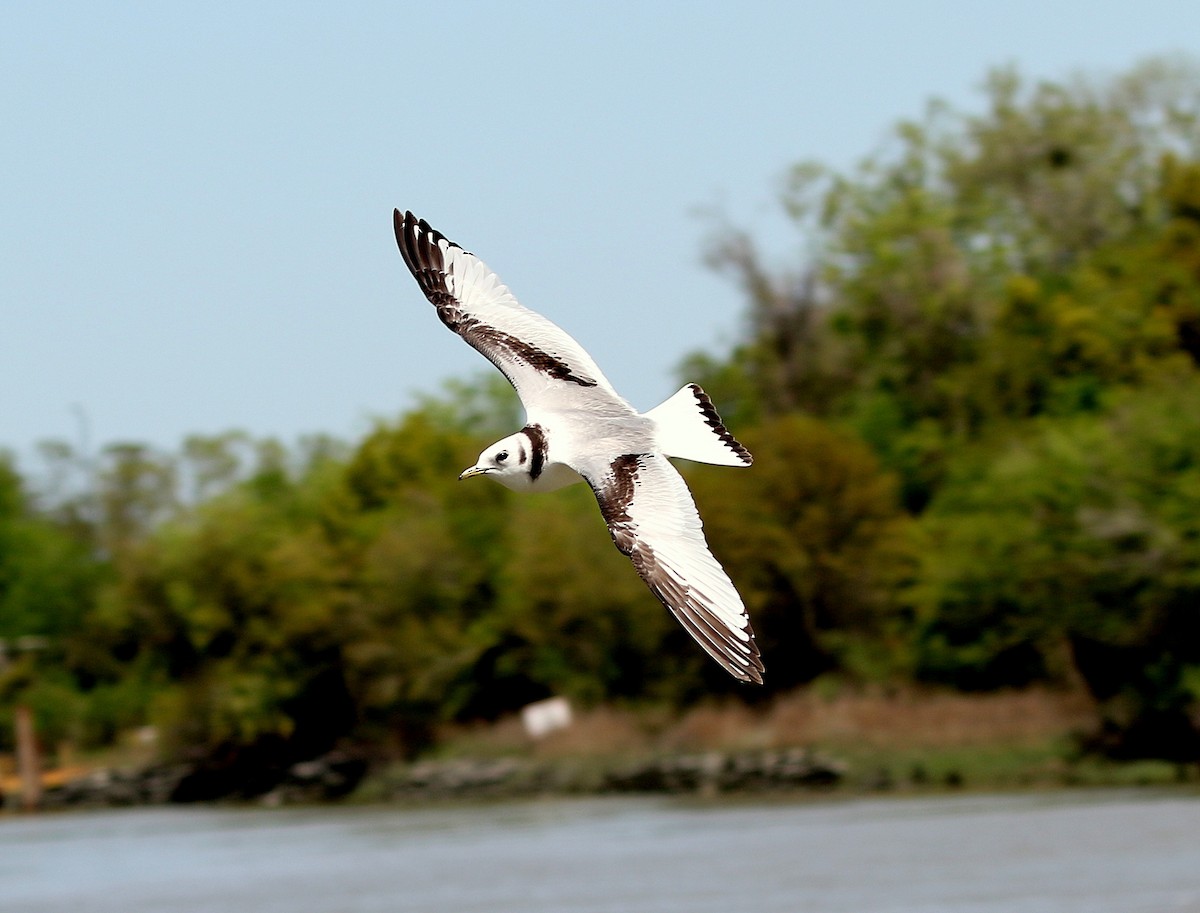 Mouette tridactyle - ML389537631