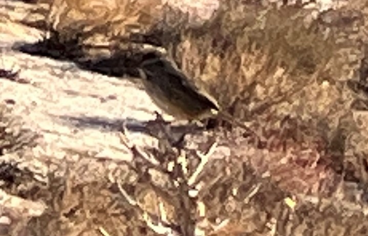 Rufous-crowned Sparrow - ML389538141