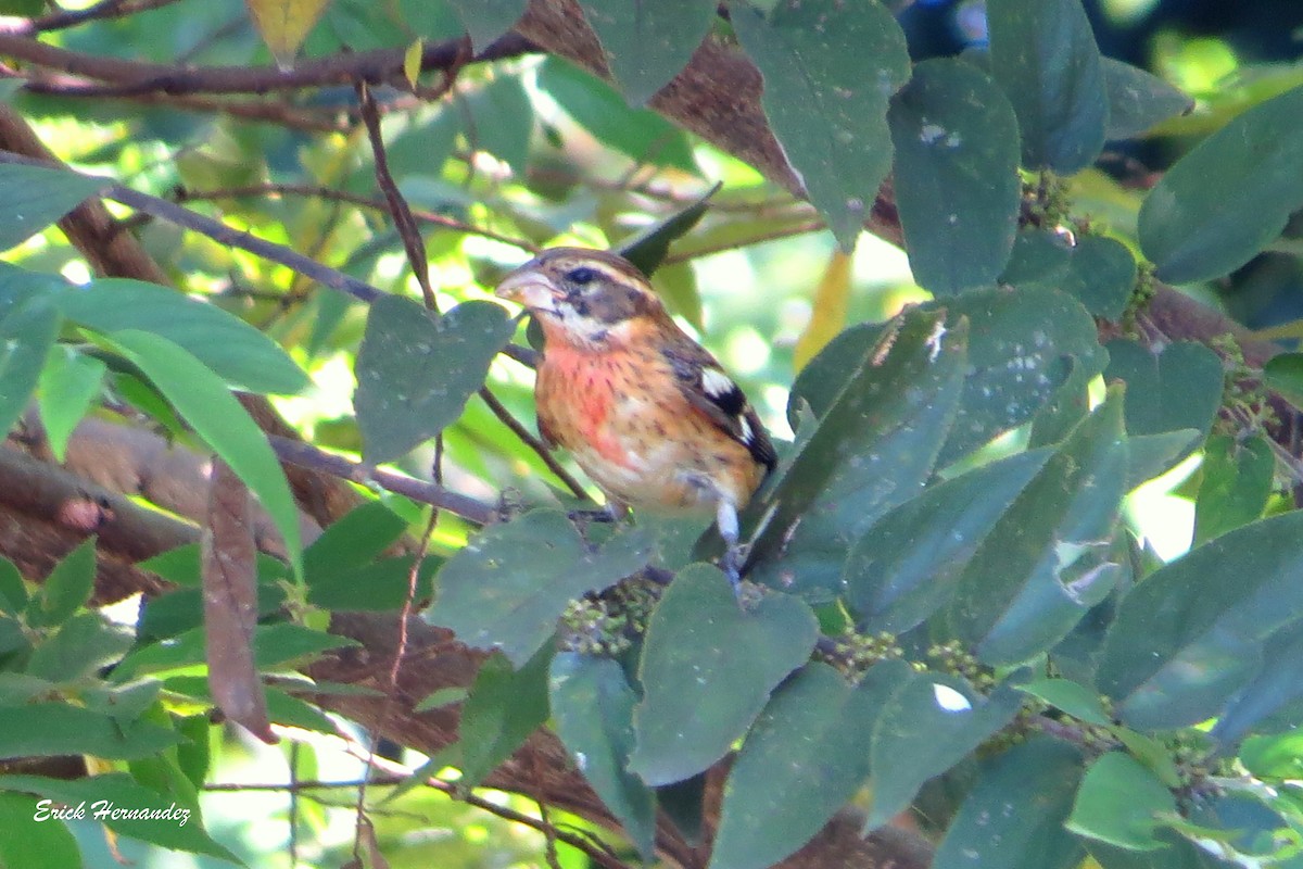 Rose-breasted Grosbeak - ML389538571