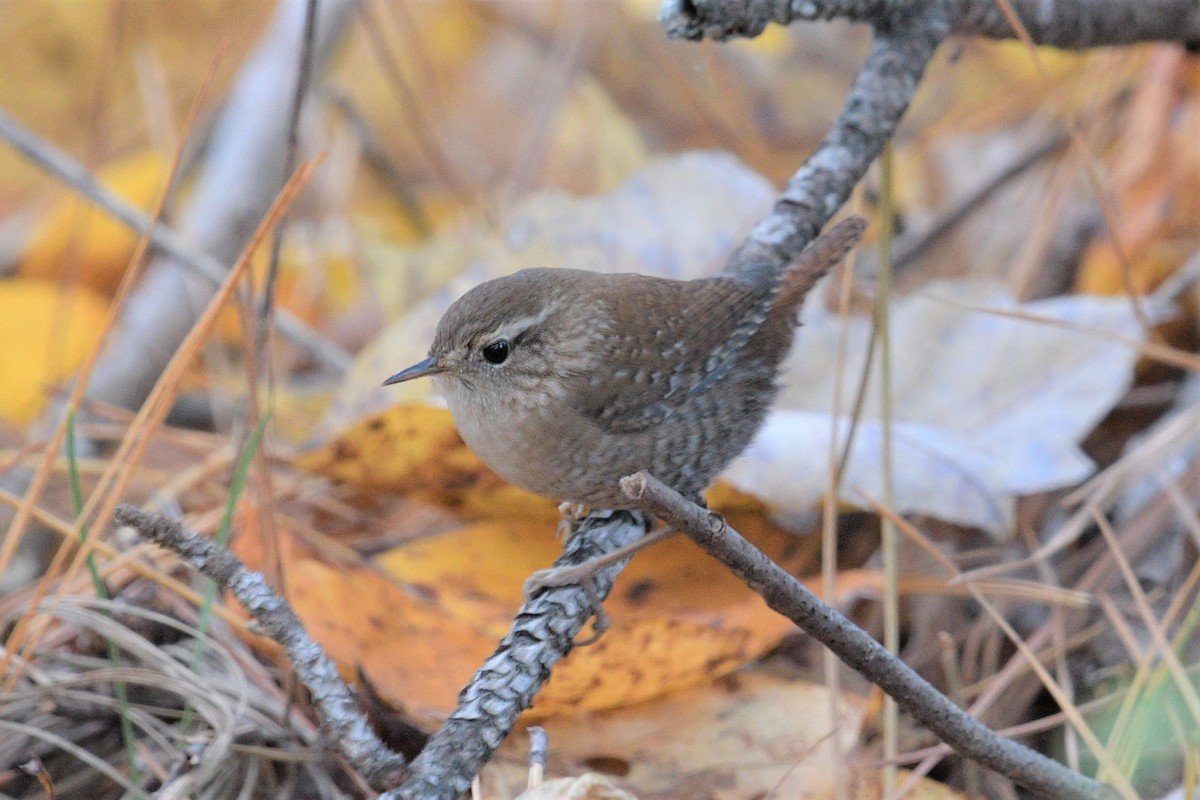 Winter Wren - ML389541901