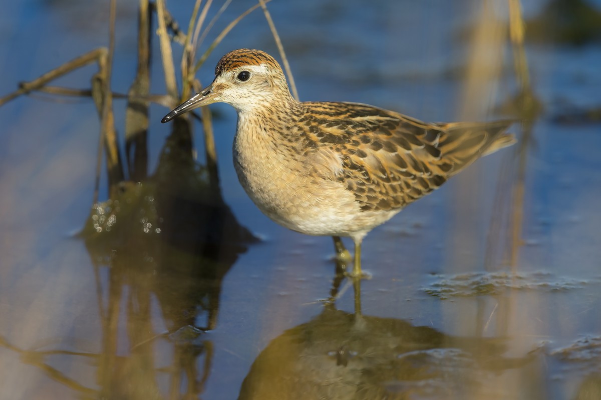 Sharp-tailed Sandpiper - ML389544371