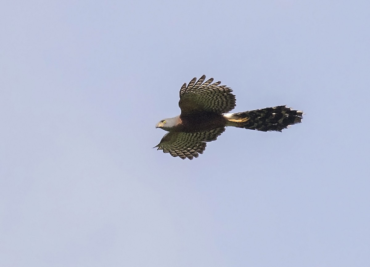 Long-tailed Hawk - ML389546071