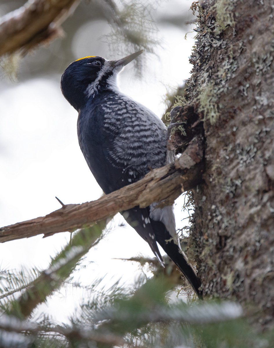 svartryggspett - ML389547191