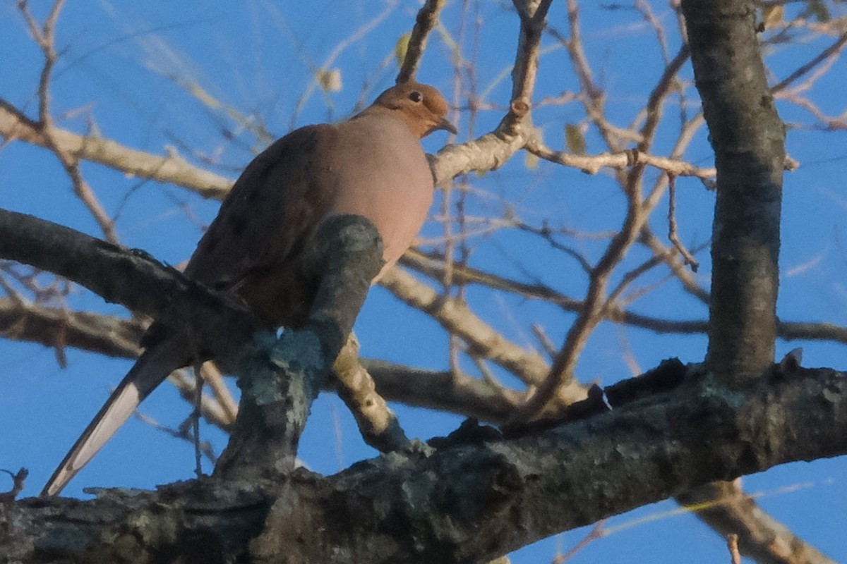 Mourning Dove - ML389547701