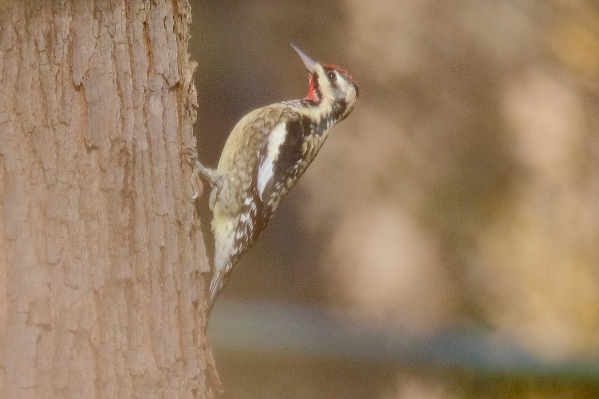 Yellow-bellied Sapsucker - ML389548121