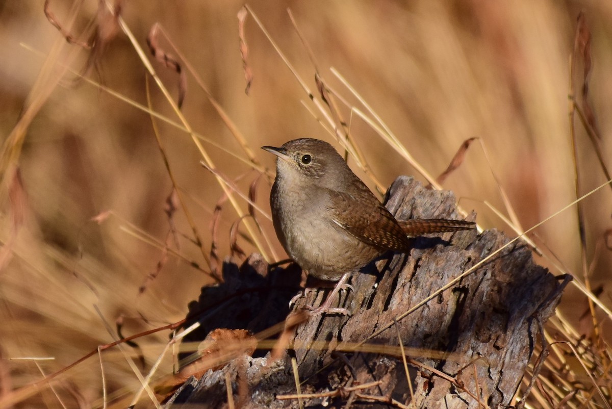 Northern House Wren (Northern) - ML389549191