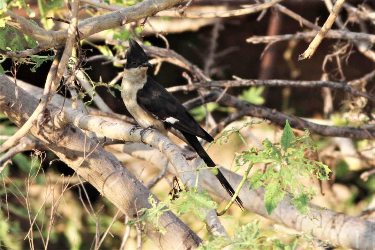 Pied Cuckoo - ML389549531