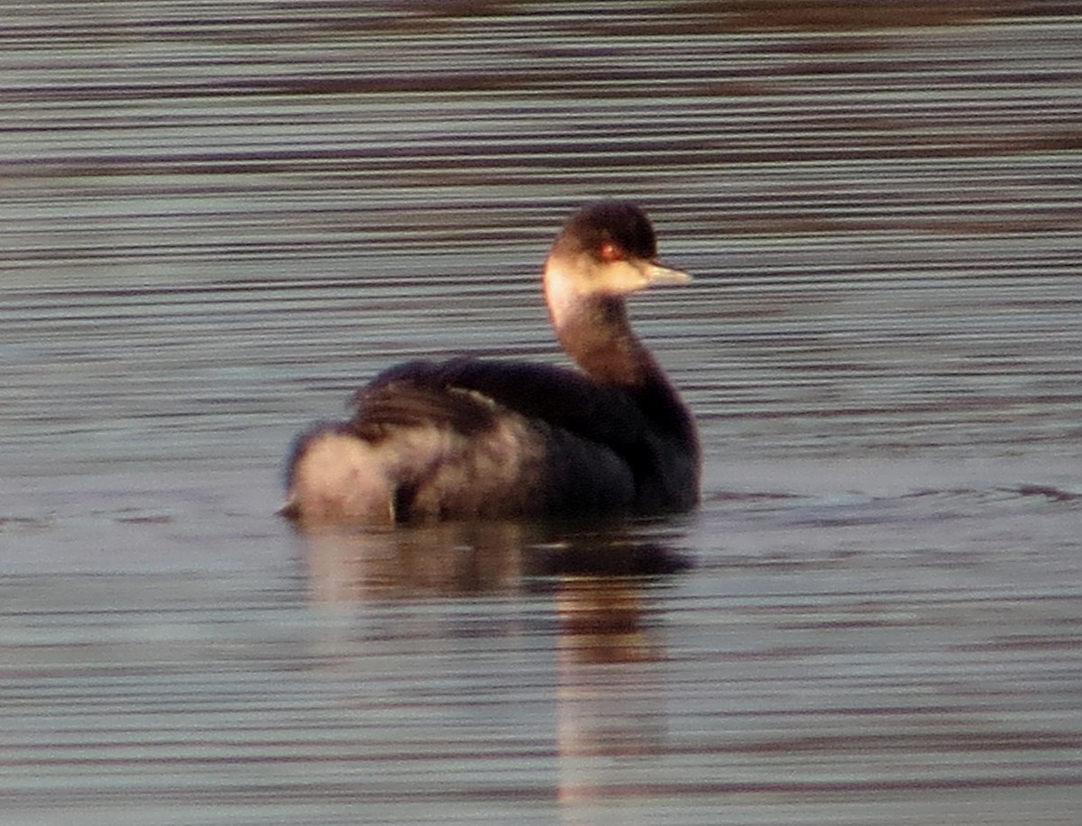 Eared Grebe - ML38954991