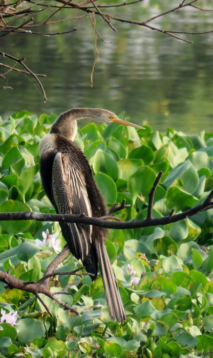 Oriental Darter - ML38955021