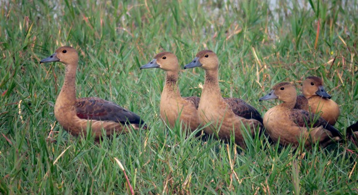 Lesser Whistling-Duck - ML38955041