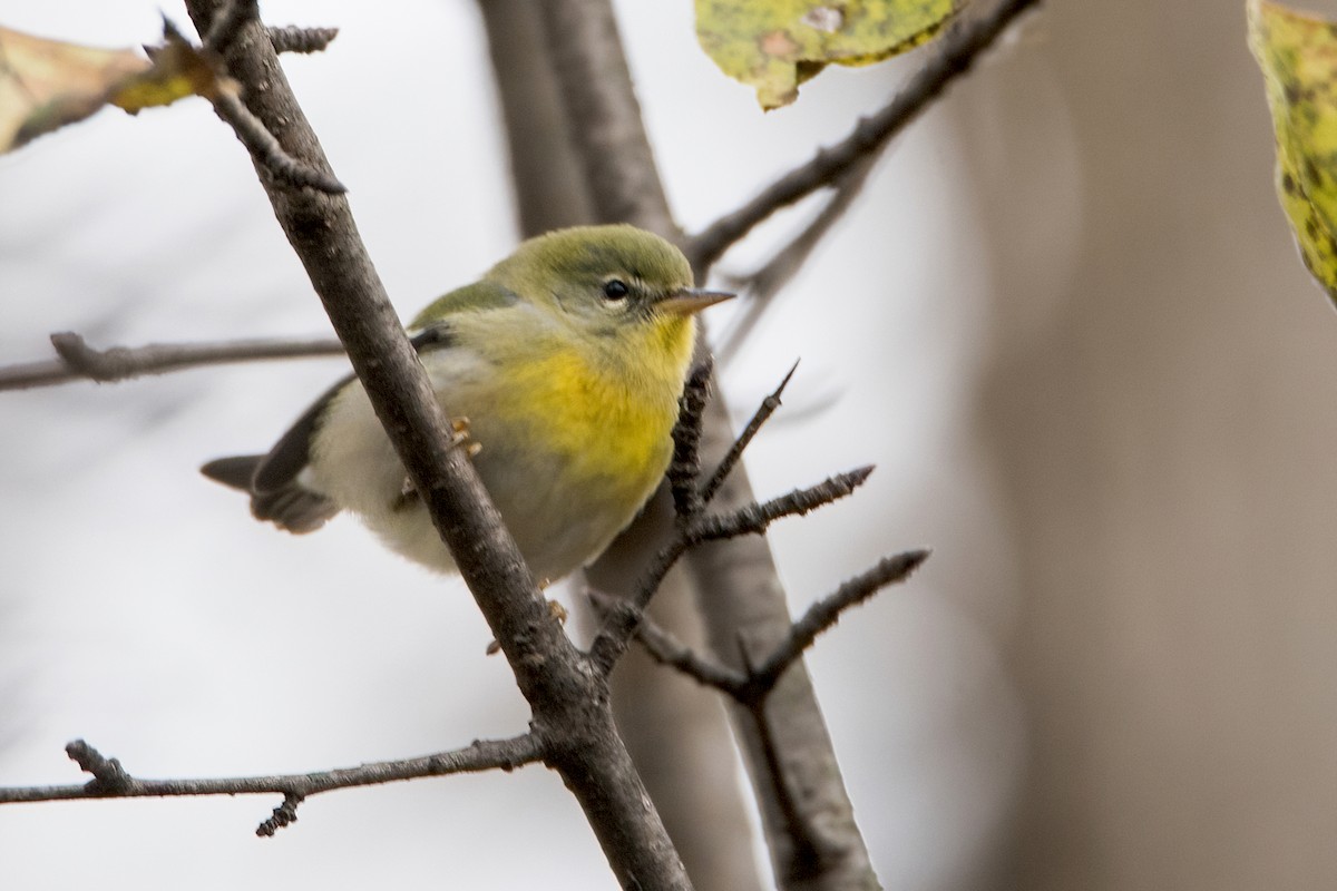 Northern Parula - Sue Barth