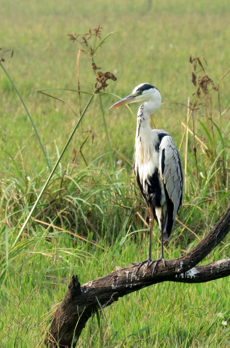 Gray Heron - ML38955071