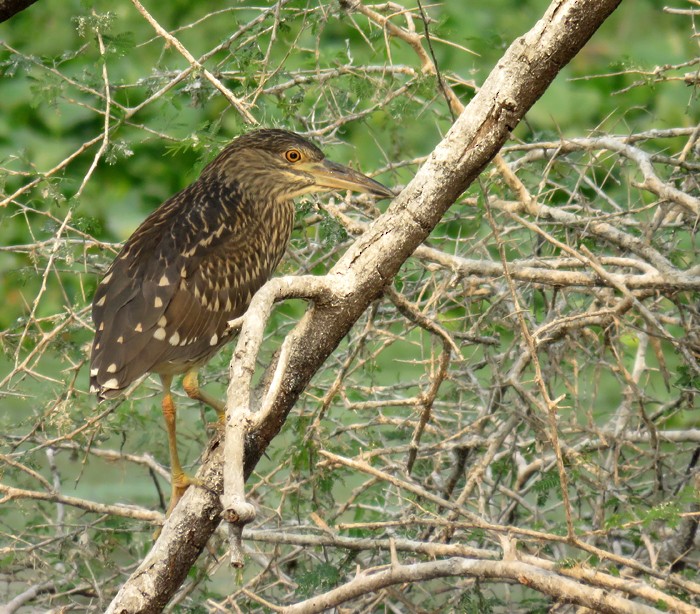 Black-crowned Night Heron - ML38955091