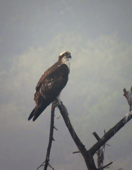 Osprey - ML38955131