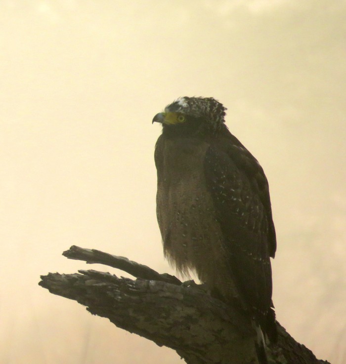 Crested Serpent-Eagle - ML38955171