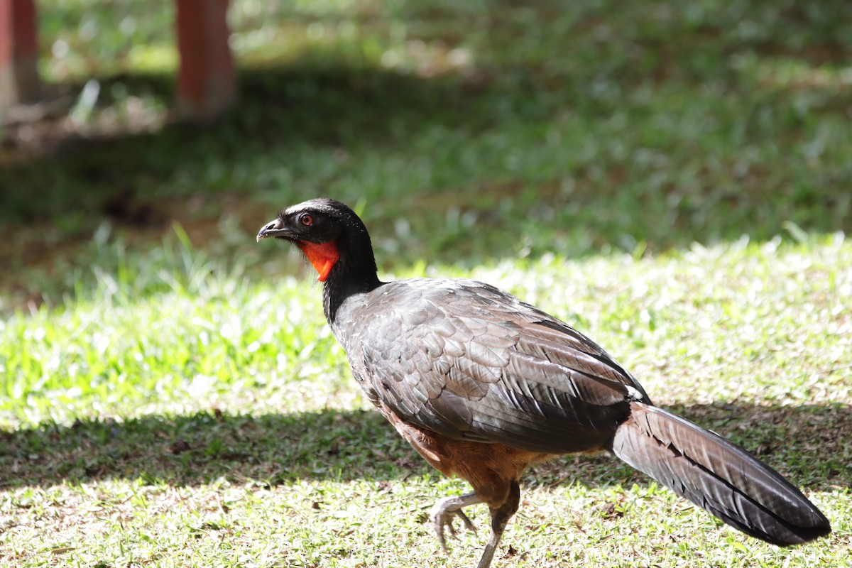 Dusky-legged Guan - ML389551811