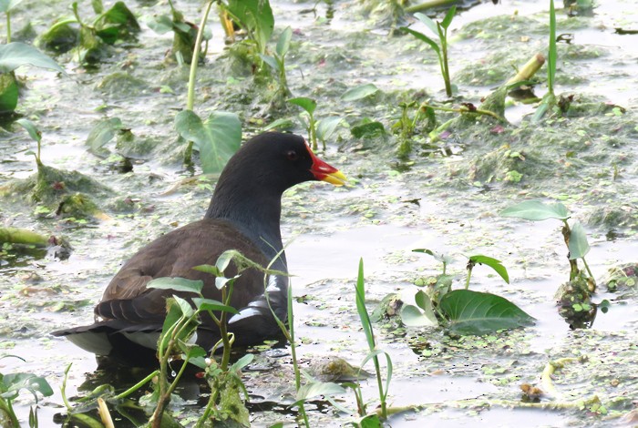 Eurasian Moorhen - ML38955241