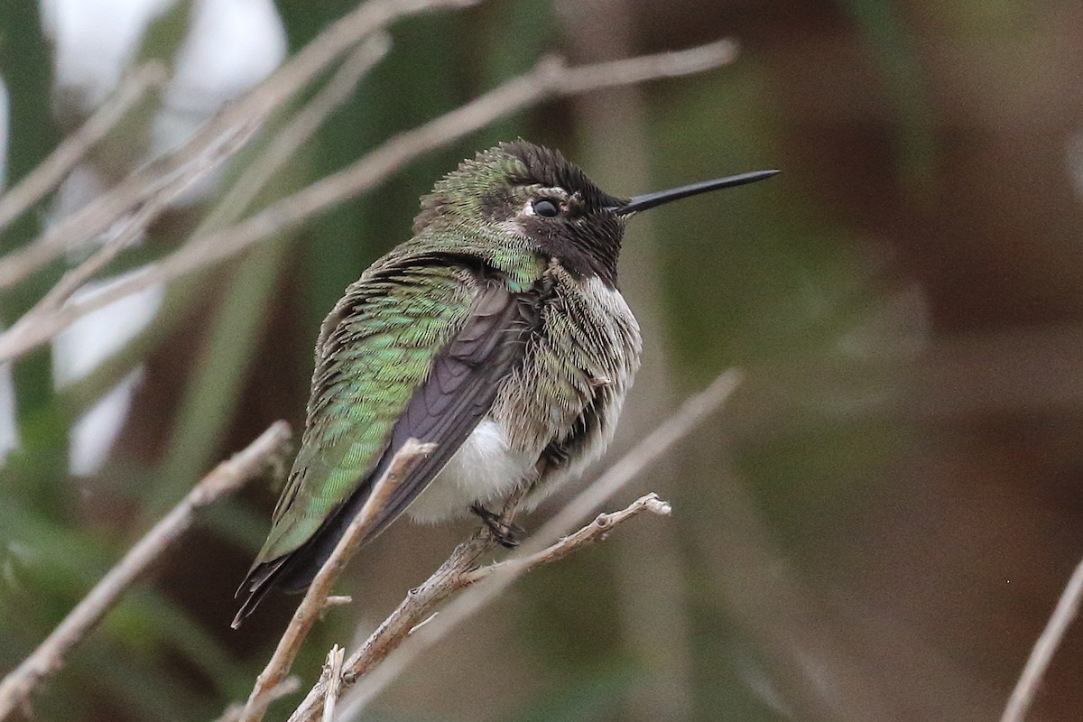 Anna's Hummingbird - Jeffrey Fenwick