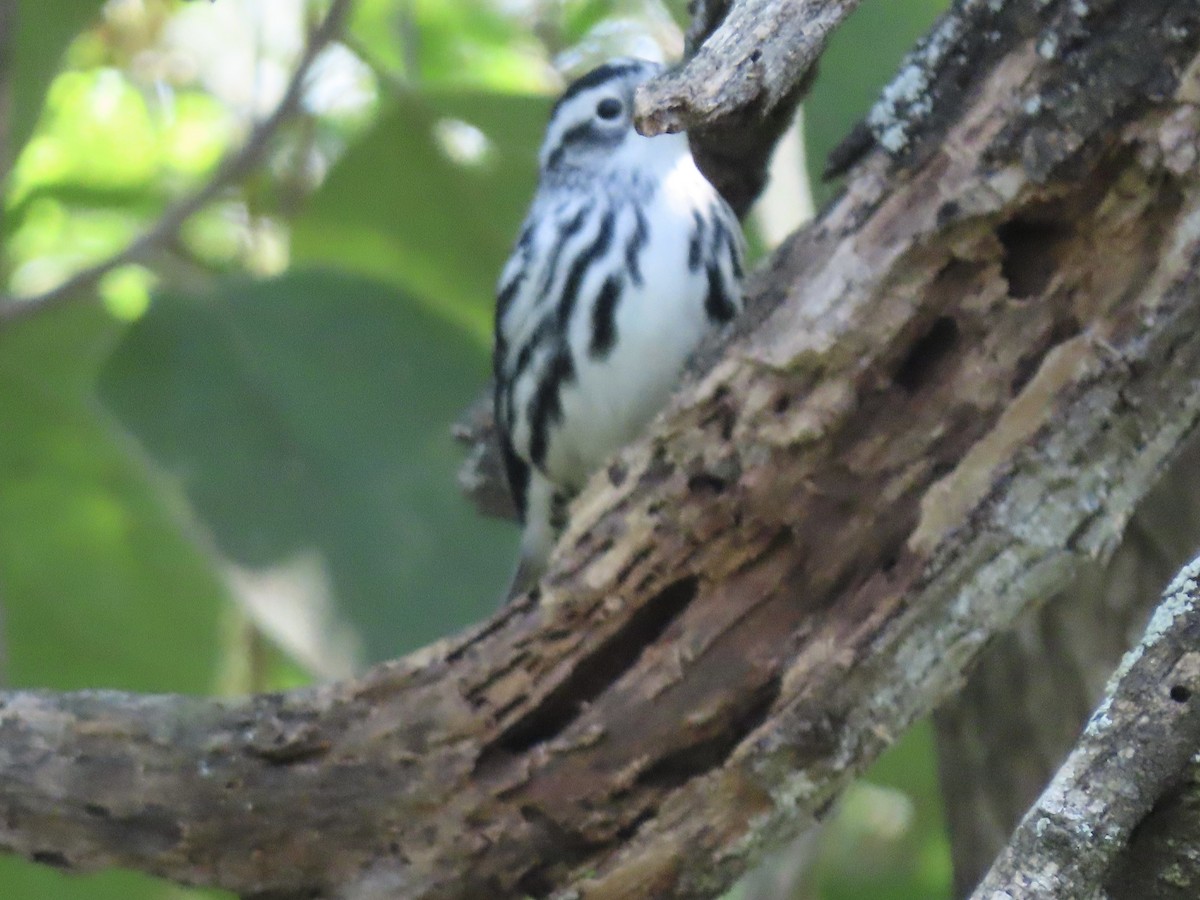 Black-and-white Warbler - ML389554531