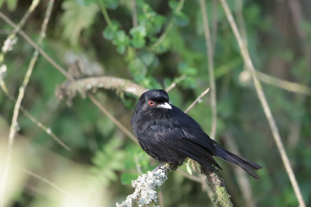 Blue-billed Black-Tyrant - ML389554751