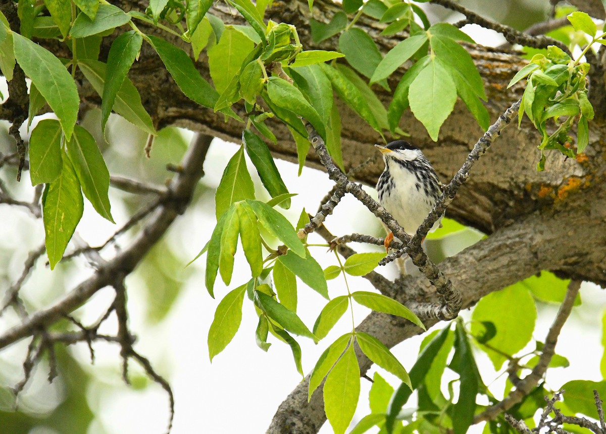 Blackpoll Warbler - ML389556411