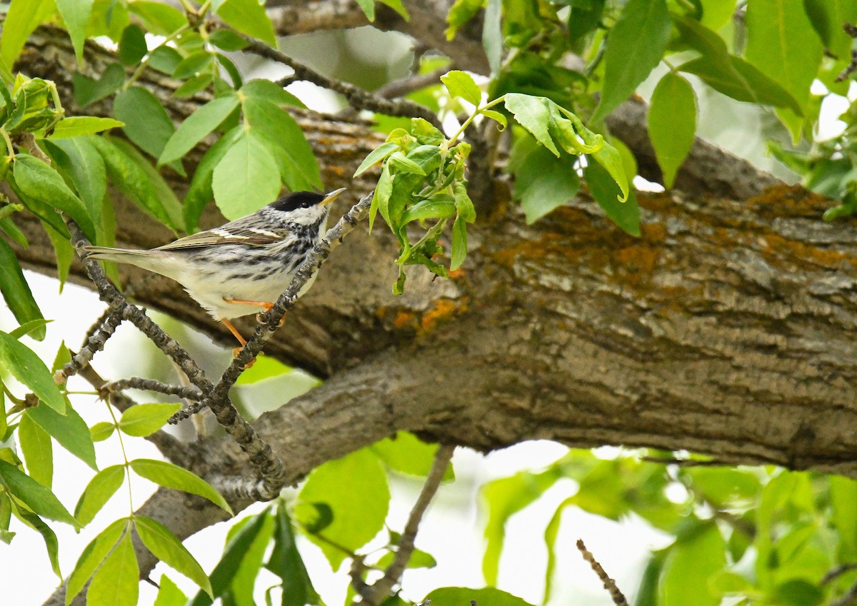 Blackpoll Warbler - ML389556421