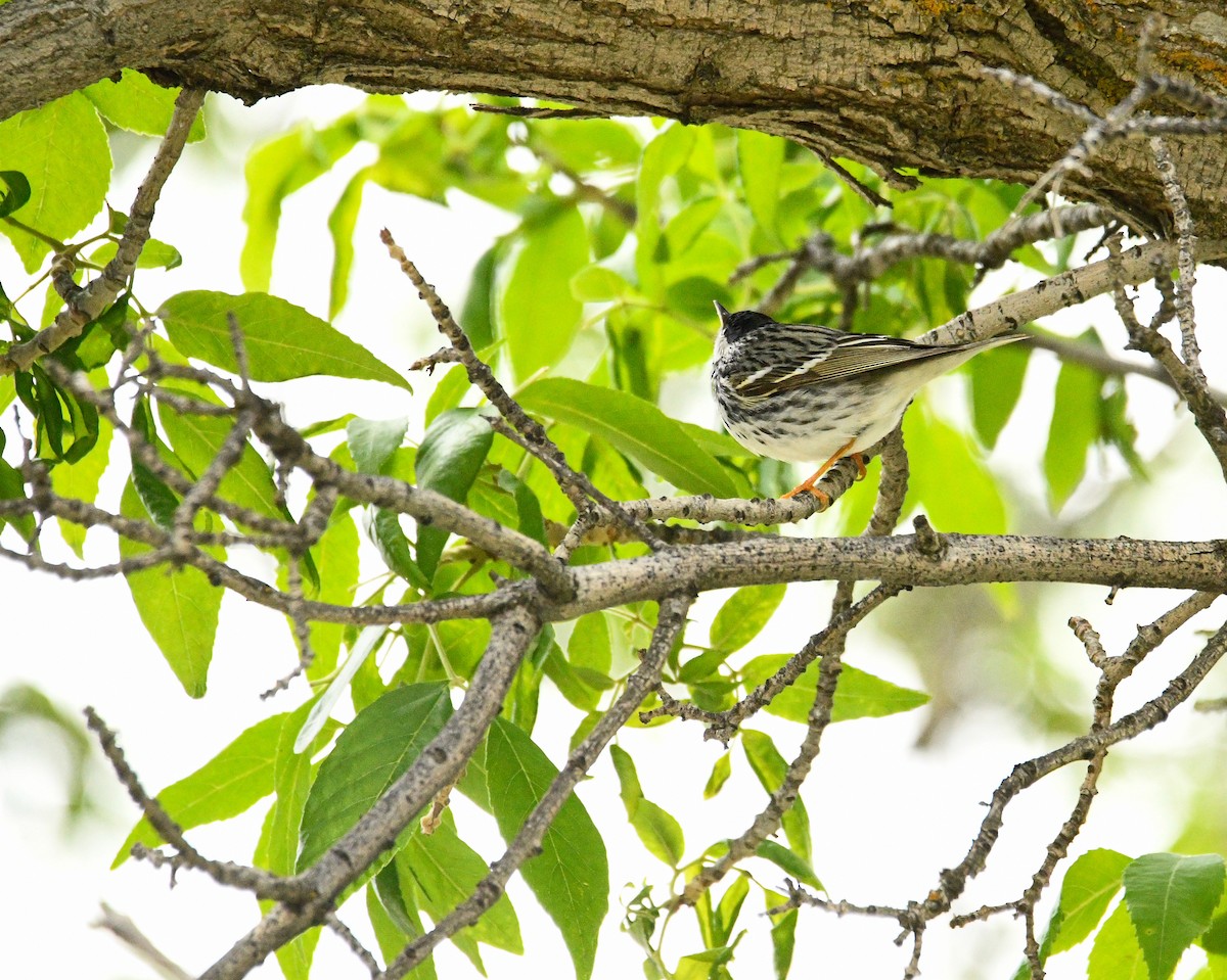 Blackpoll Warbler - ML389556451